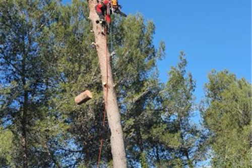 Avant — tronc à traiter