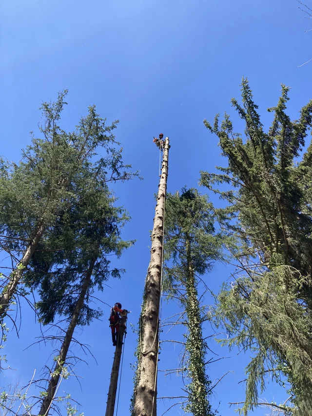 Avant intervention — arbre à démonter