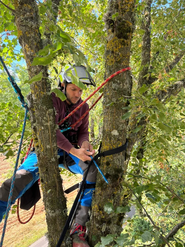 Mickaël, arboriste-élagueur Mik'Arbre, en action dans un arbre près de Millau